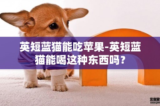 英短藍貓能吃蘋果-英短藍貓能喝這種東西嗎？