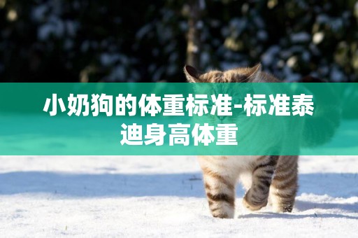 小奶狗的體重標準-標準泰迪身高體重