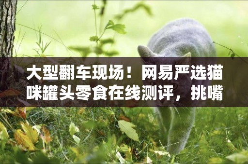 大型翻車現場！網易嚴選貓咪罐頭零食在線測評，挑嘴貓咪親自試吃 