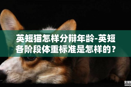 英短貓怎樣分辯年齡-英短各階段體重標準是怎樣的？