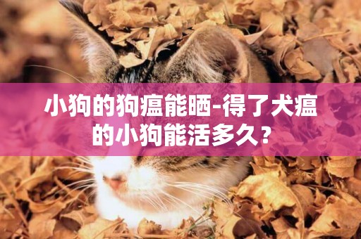 小狗的狗瘟能曬-得了犬瘟的小狗能活多久？