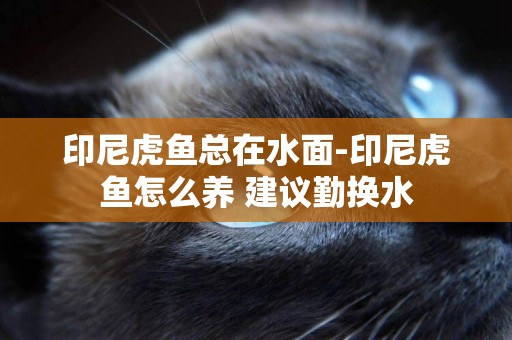 印尼虎魚總在水面-印尼虎魚怎么養 建議勤換水