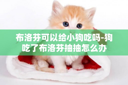 布洛芬可以給小狗吃嗎-狗吃了布洛芬抽抽怎么辦