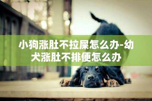 小狗漲肚不拉屎怎么辦-幼犬漲肚不排便怎么辦