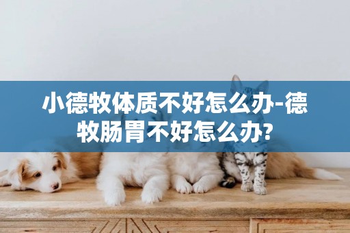 小德牧體質不好怎么辦-德牧腸胃不好怎么辦?