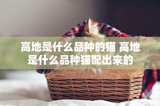 高地是什么品種的貓 高地是什么品種貓配出來的