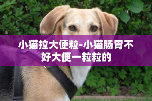 小貓拉大便粒-小貓腸胃不好大便一粒粒的