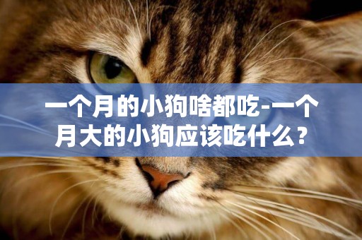 一個月的小狗啥都吃-一個月大的小狗應該吃什么？