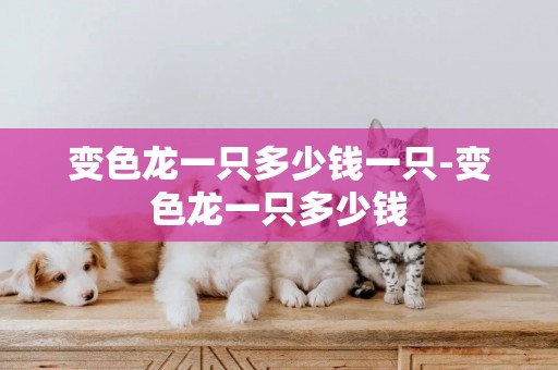 變色龍一只多少錢一只-變色龍一只多少錢