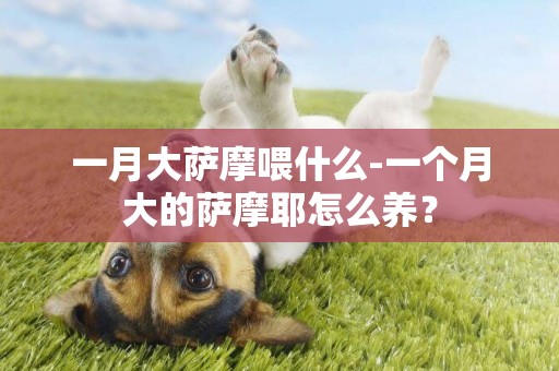 一月大薩摩喂什么-一個月大的薩摩耶怎么養？