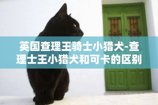 英國查理王騎士小獵犬-查理士王小獵犬和可卡的區別?
