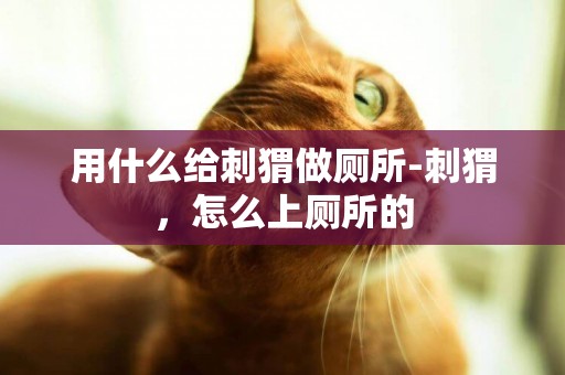 用什么給刺猬做廁所-刺猬，怎么上廁所的