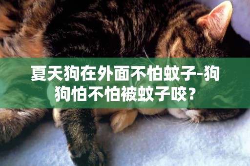 夏天狗在外面不怕蚊子-狗狗怕不怕被蚊子咬？