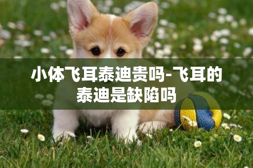 小體飛耳泰迪貴嗎-飛耳的泰迪是缺陷嗎