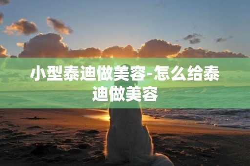 小型泰迪做美容-怎么給泰迪做美容