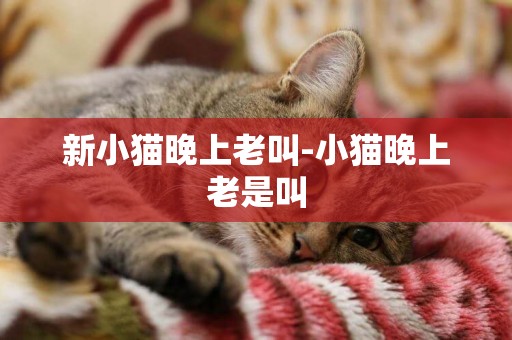 新小貓晚上老叫-小貓晚上老是叫