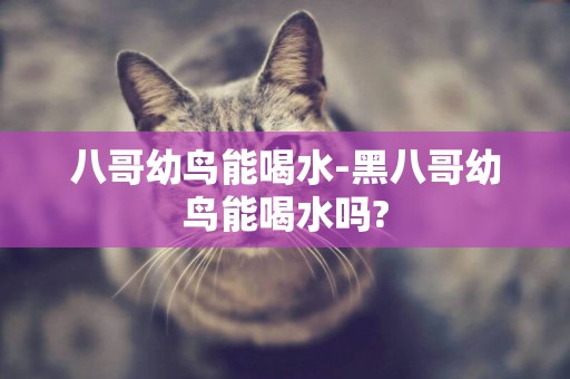 八哥幼鳥能喝水-黑八哥幼鳥能喝水嗎?