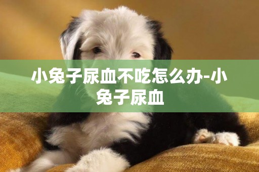小兔子尿血不吃怎么辦-小兔子尿血