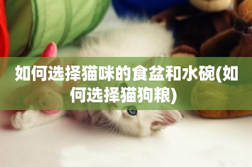 如何選擇貓咪的食盆和水碗(如何選擇貓狗糧) 