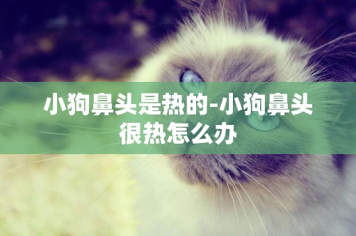 小狗鼻頭是熱的-小狗鼻頭很熱怎么辦