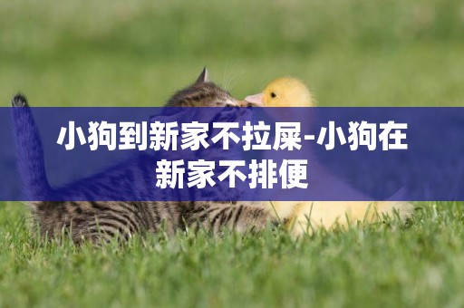 小狗到新家不拉屎-小狗在新家不排便