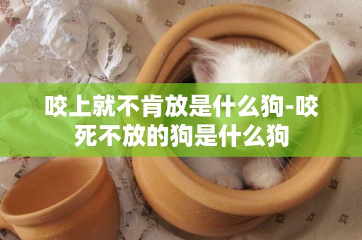 咬上就不肯放是什么狗-咬死不放的狗是什么狗