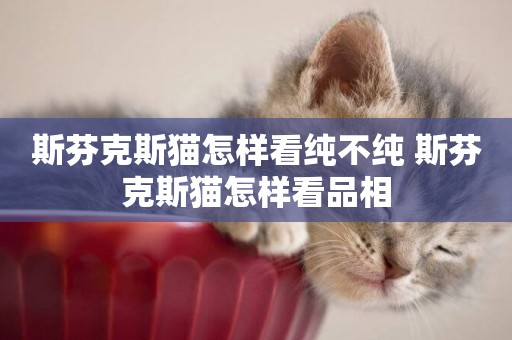 斯芬克斯貓怎樣看純不純 斯芬克斯貓怎樣看品相