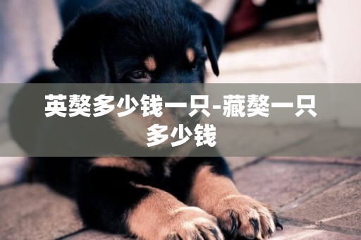 英獒多少錢一只-藏獒一只多少錢