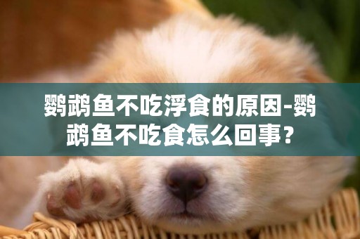 鸚鵡魚不吃浮食的原因-鸚鵡魚不吃食怎么回事？