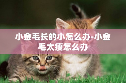 小金毛長的小怎么辦-小金毛太瘦怎么辦