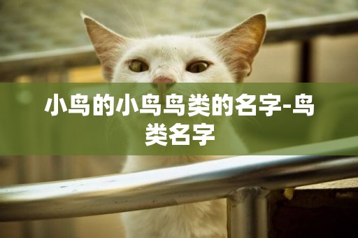小鳥的小鳥鳥類的名字-鳥類名字