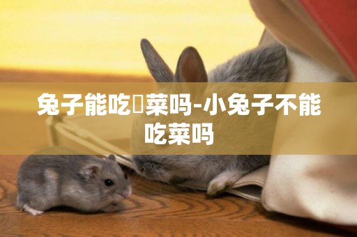 兔子能吃韮菜嗎-小兔子不能吃菜嗎