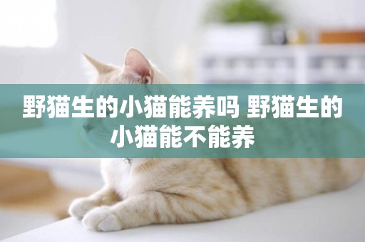 野貓生的小貓能養嗎 野貓生的小貓能不能養