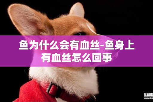 魚為什么會有血絲-魚身上有血絲怎么回事