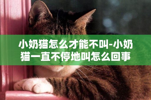 小奶貓怎么才能不叫-小奶貓一直不停地叫怎么回事