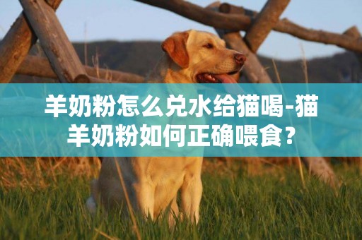 羊奶粉怎么兌水給貓喝-貓羊奶粉如何正確喂食？