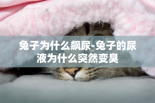 兔子為什么飆尿-兔子的尿液為什么突然變臭