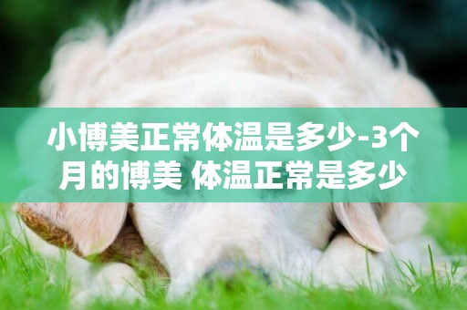 小博美正常體溫是多少-3個月的博美 體溫正常是多少·怎么測量