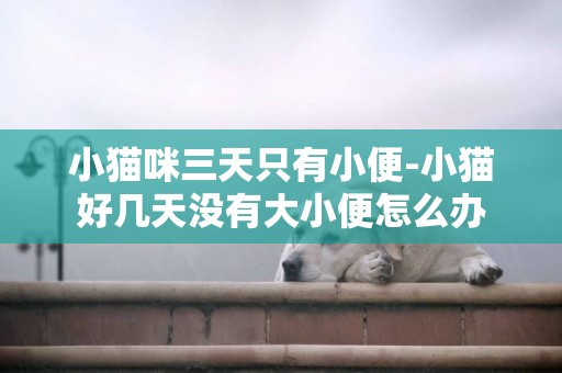 小貓咪三天只有小便-小貓好幾天沒有大小便怎么辦