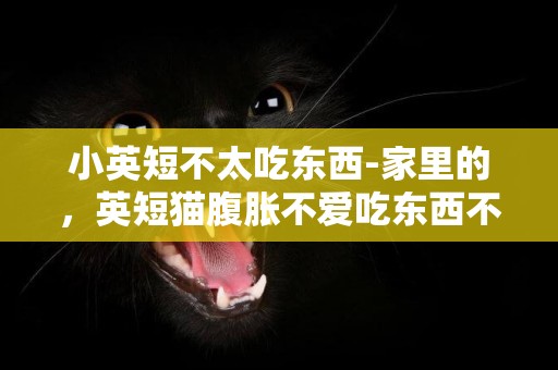 小英短不太吃東西-家里的，英短貓腹脹不愛吃東西不活動怎么辦？