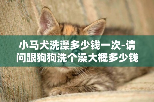 小馬犬洗澡多少錢一次-請問跟狗狗洗個澡大概多少錢