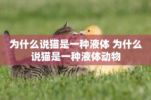 為什么說貓是一種液體 為什么說貓是一種液體動物