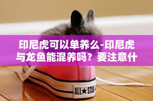 印尼虎可以單養么-印尼虎與龍魚能混養嗎？要注意什么？