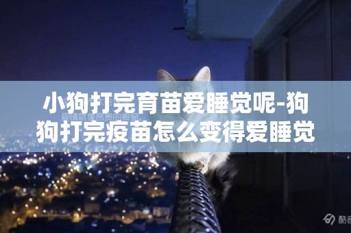 小狗打完育苗愛睡覺呢-狗狗打完疫苗怎么變得愛睡覺了