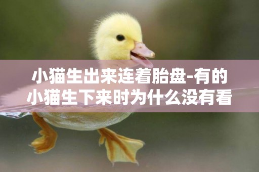 小貓生出來連著胎盤-有的小貓生下來時為什么沒有看到胎盤