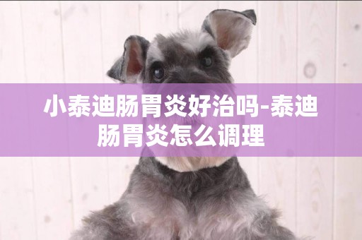 小泰迪腸胃炎好治嗎-泰迪腸胃炎怎么調理