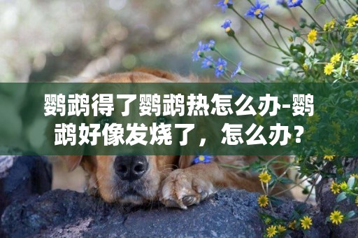 鸚鵡得了鸚鵡熱怎么辦-鸚鵡好像發燒了，怎么辦？