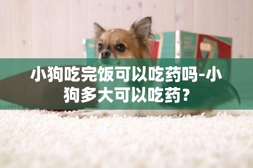 小狗吃完飯可以吃藥嗎-小狗多大可以吃藥？