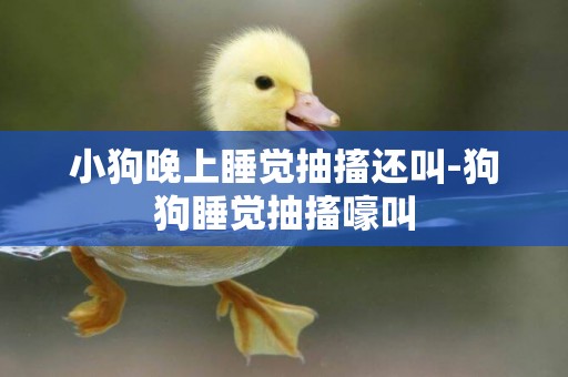 小狗晚上睡覺抽搐還叫-狗狗睡覺抽搐嚎叫