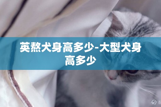 英熬犬身高多少-大型犬身高多少